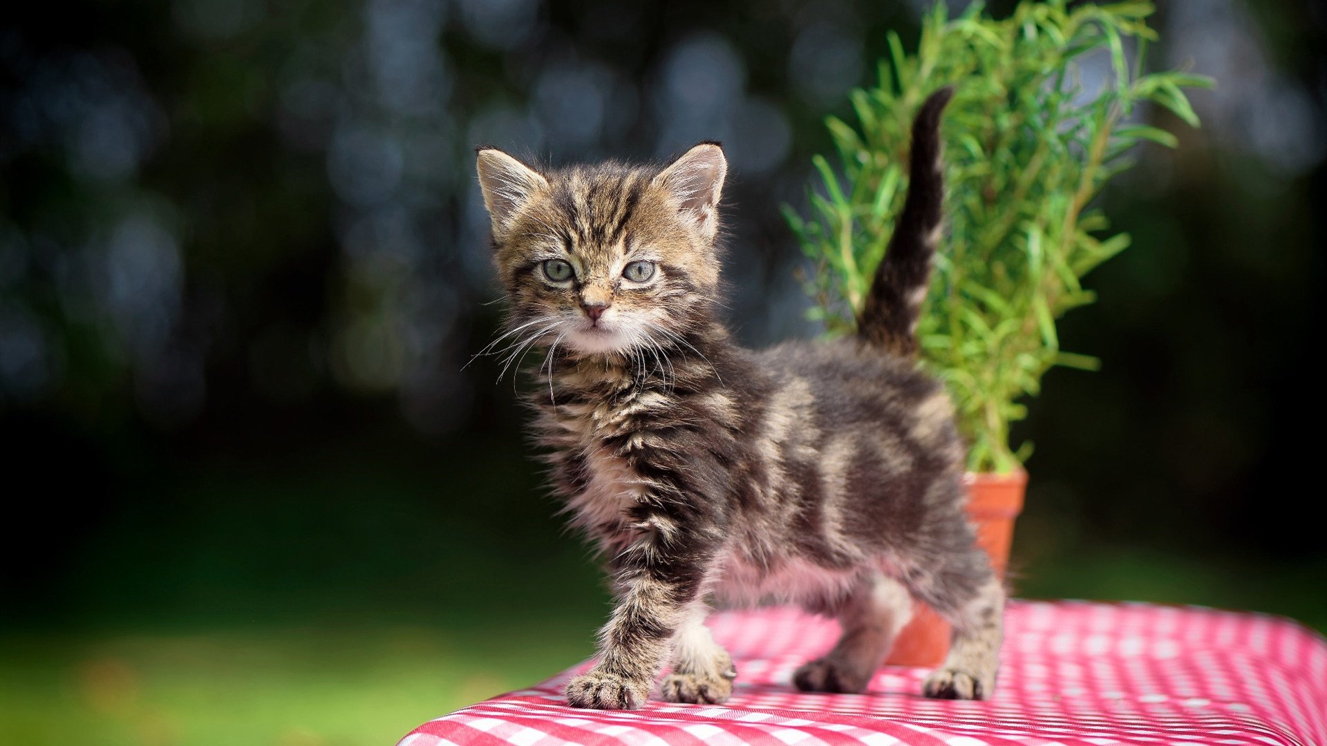 雷火电竞网址-跨界神迹，当欧冠之夜响起利拉德的终场绝唱