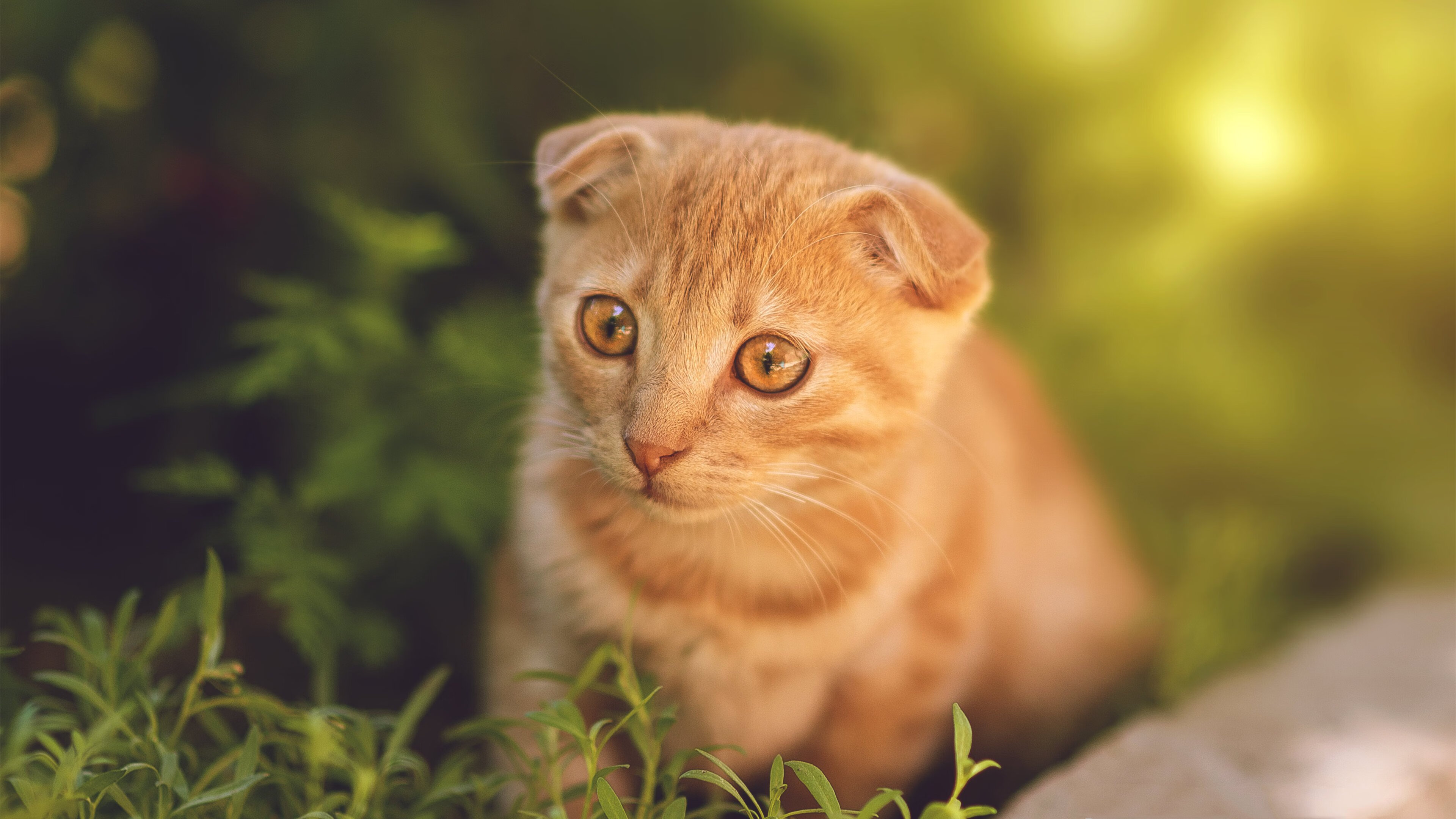 三分绝响！当拉梅洛化身逆转密钥，篮球的天平在刹那倾斜