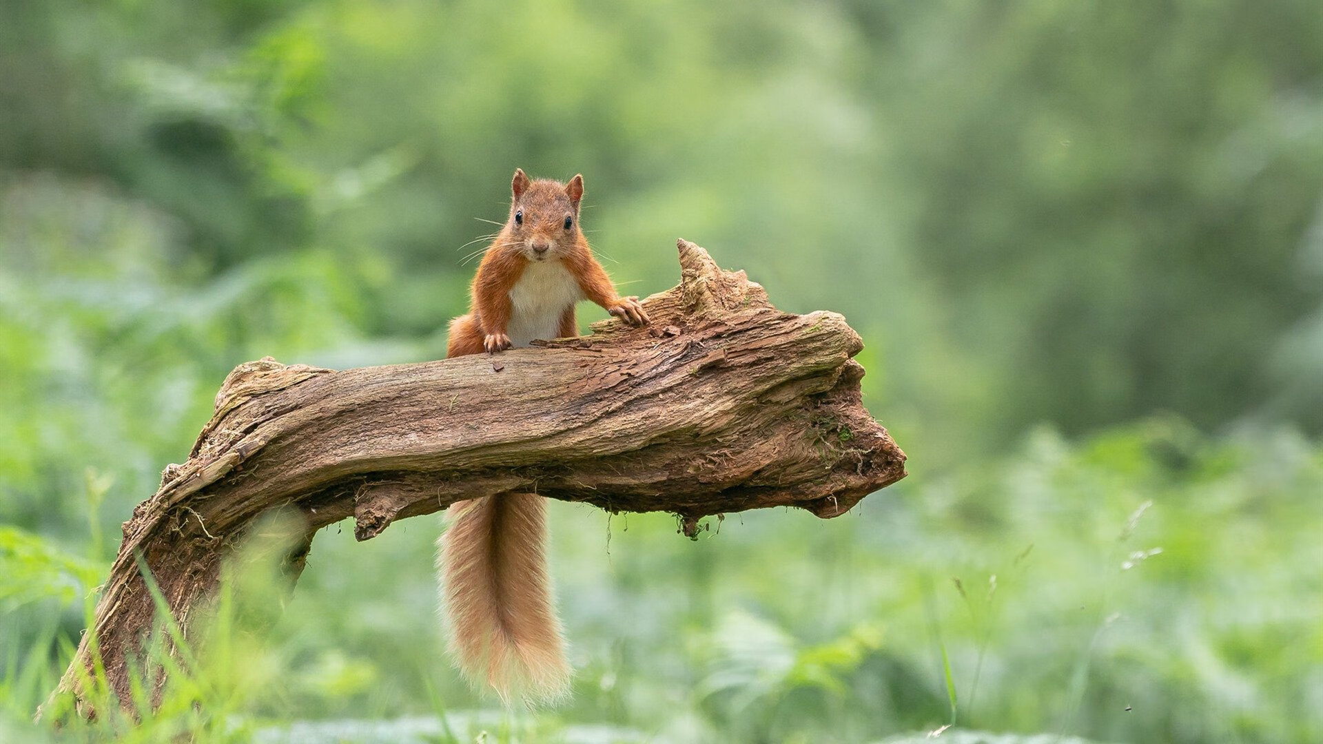 艺术之都的逆袭，黑蓝军团加冕夜，紫百合锋霸献上正名之战
