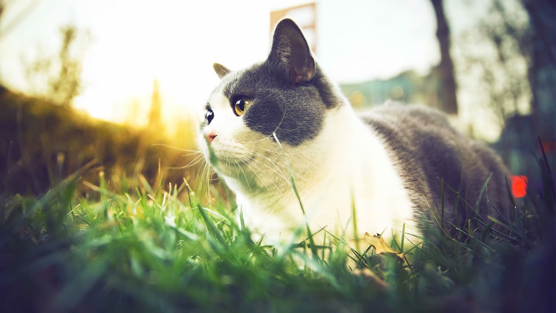 斯通斯一锤定音!尼日利亚友谊赛险胜贝蒂斯,他用实力打破所有质疑