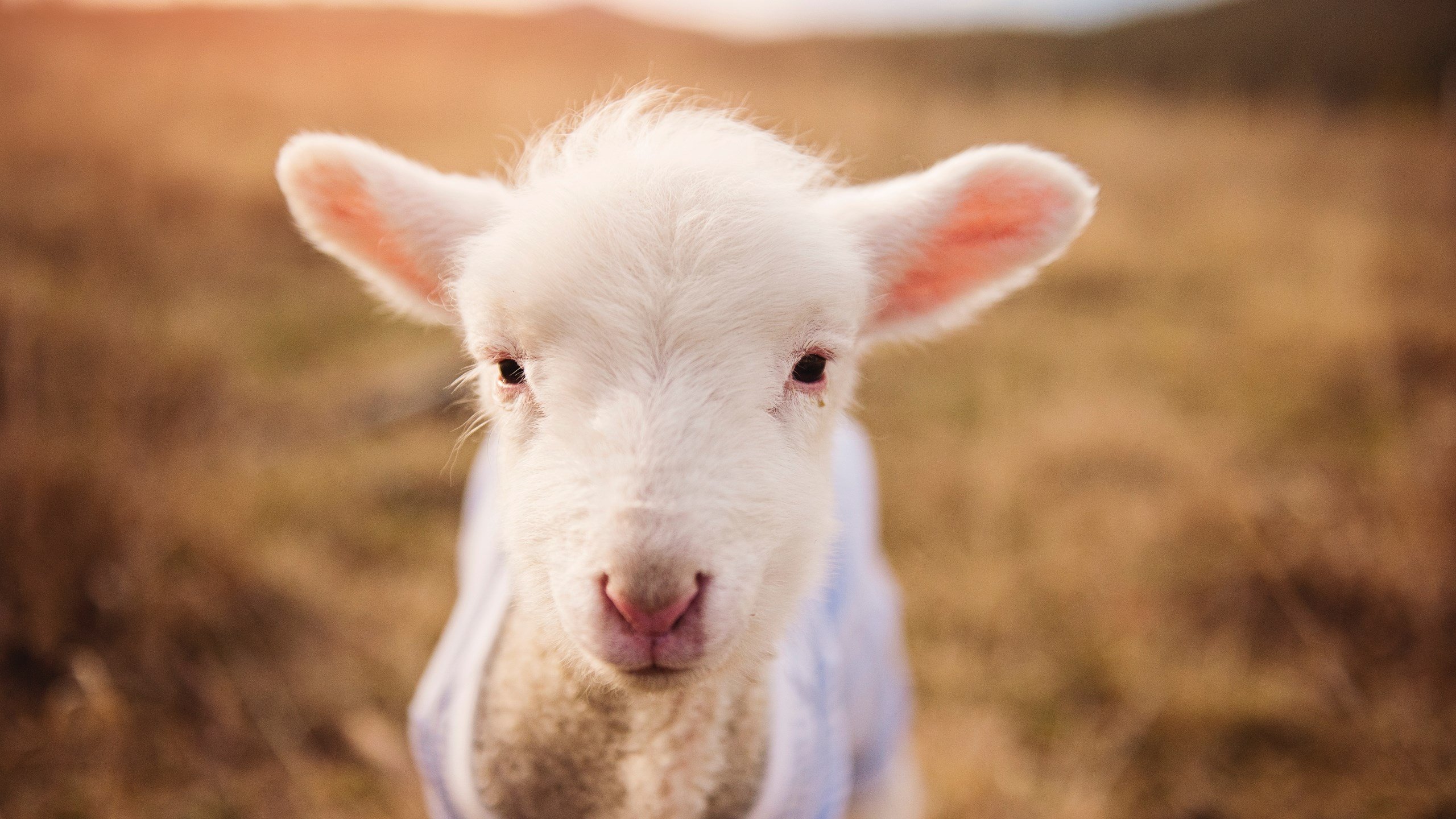 潘帕斯雄鹰提前锁定胜局,三狮军团新王统治数据榜—足球世界的双重奏