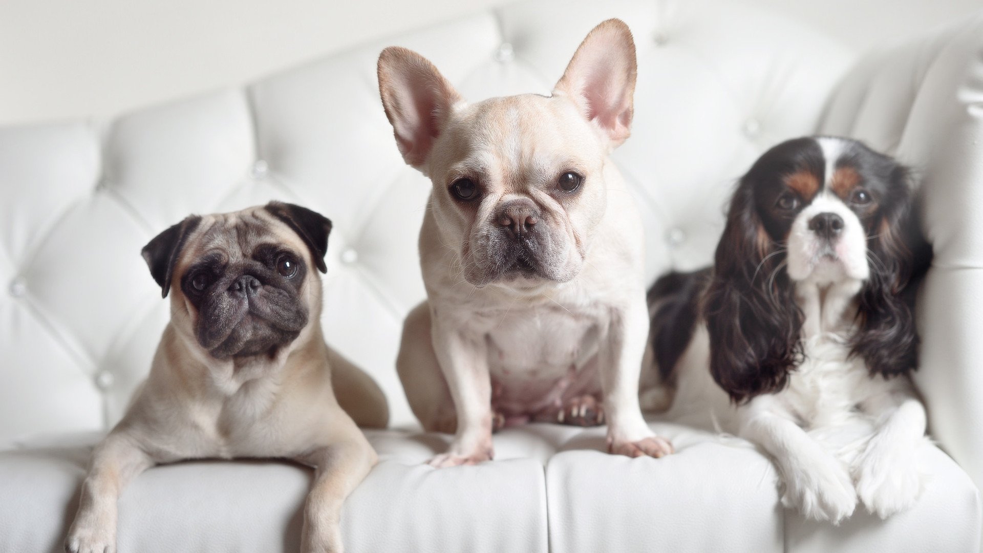 森林狼的加密系统，伦纳德个人艺术与团队铁幕的对抗战