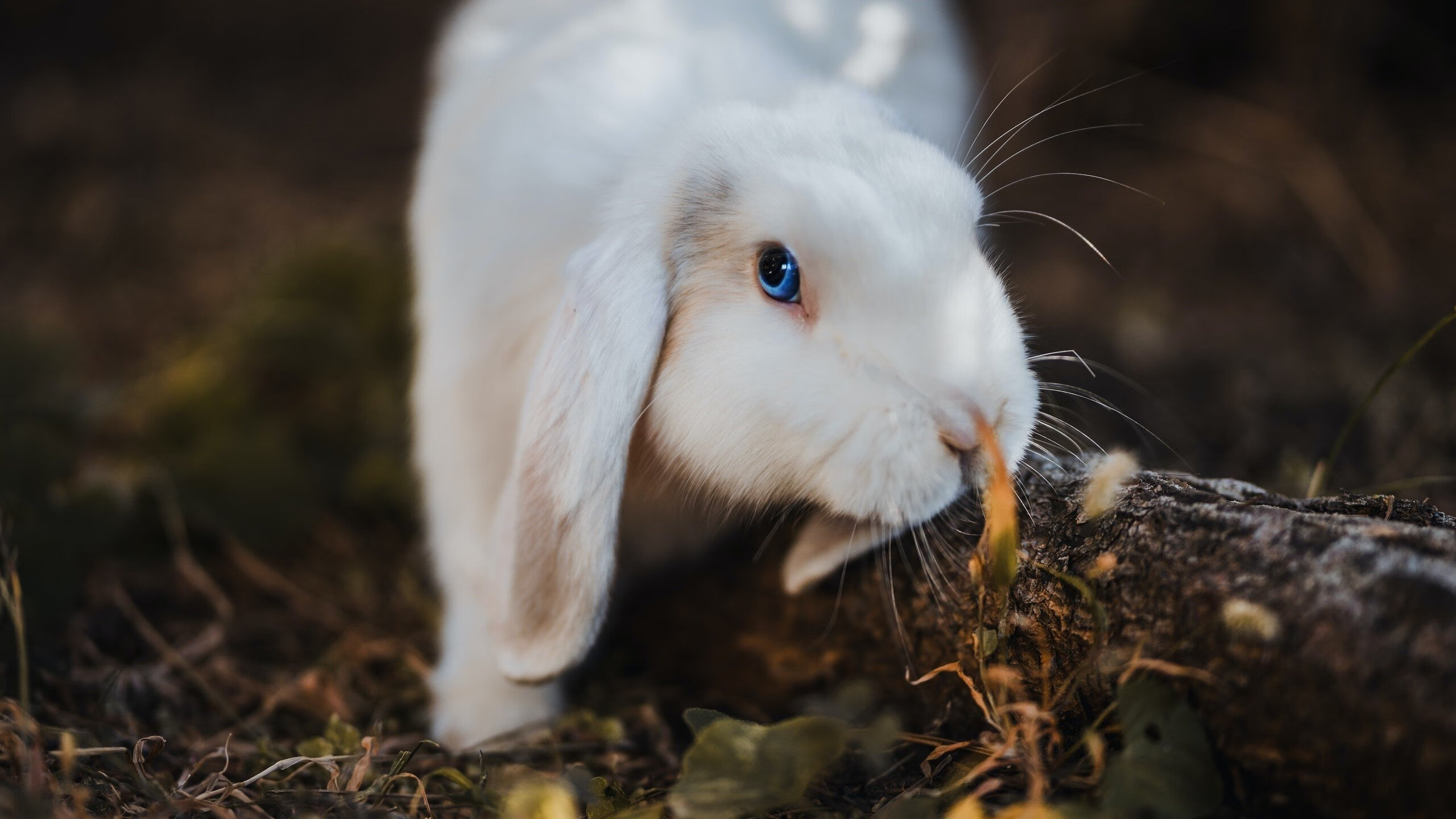 跨越赛场与大洋的制胜逻辑,当开拓者的坚韧遇见布克的欧冠级接管