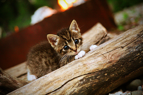 冰下熔岩,当质疑化为燃料,米切尔的沉默与爆发之夜