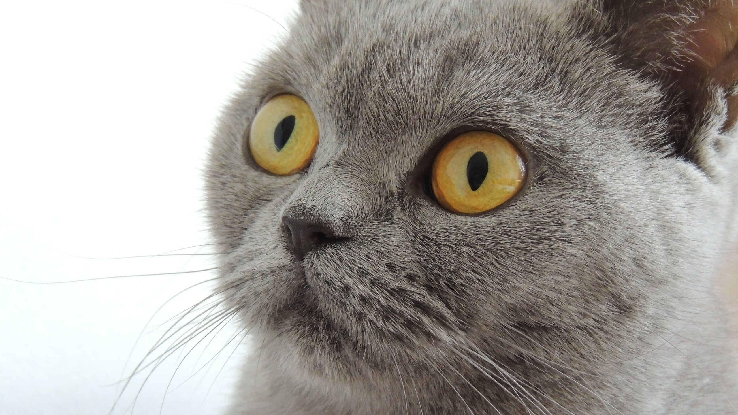 雷火电竞合作-双线战场，从欧冠硝烟到国家队救赎—挪威海盗的生死突围