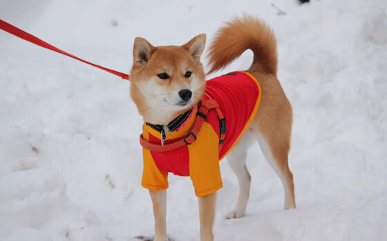 数据战争,当尼日利亚拿下奥地利,金玟哉在世界排名争夺战中接管比赛