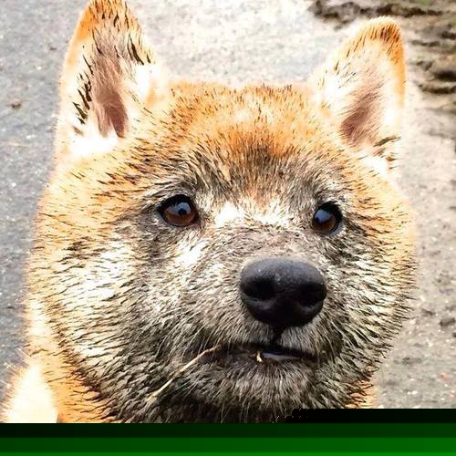 雷火电竞网址-奇迹之夜，迪巴拉爆发，爱尔兰巅峰对决胜出几内亚