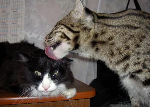 关键先生方程式，利拉德如何用数学法则导演步行者爆冷火箭