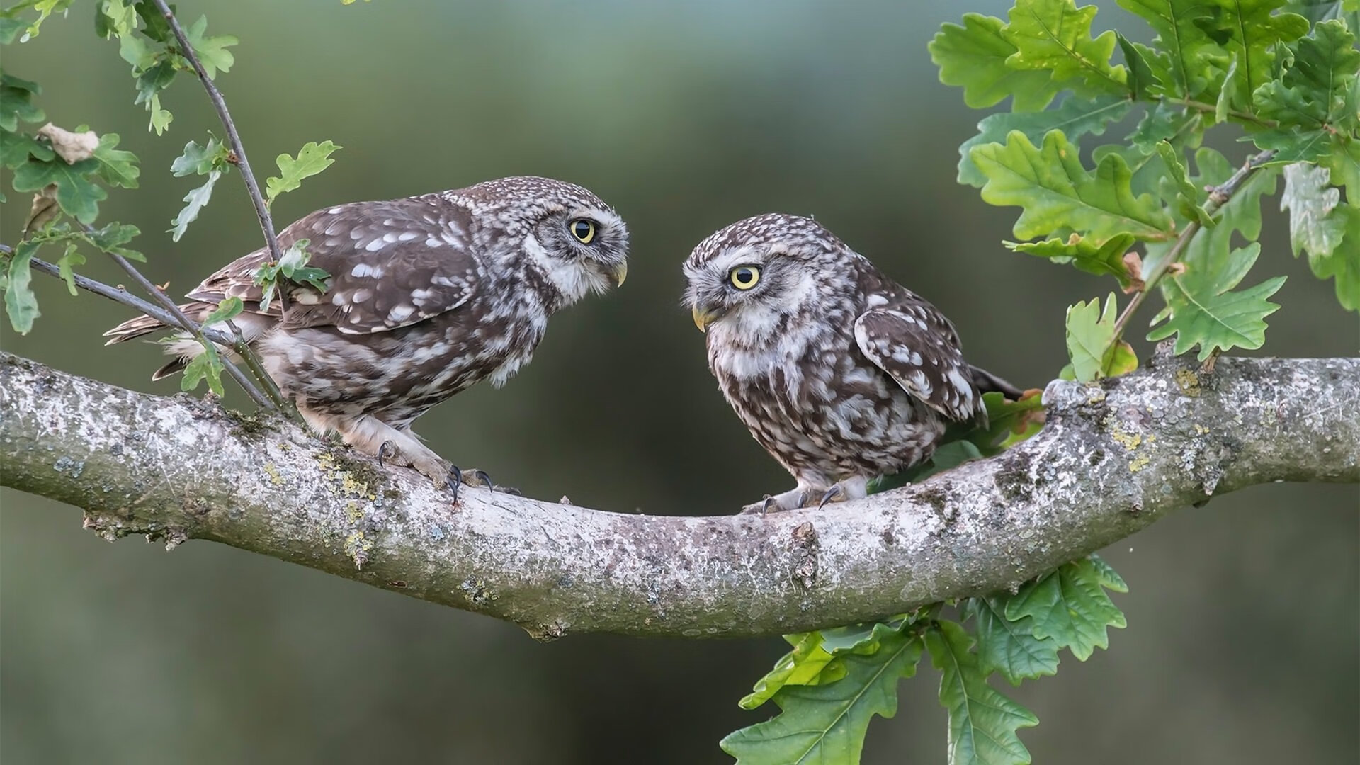 雷火电竞网址-防守者的锋芒，当锁死成为战略，团队便是最锋利的收割者