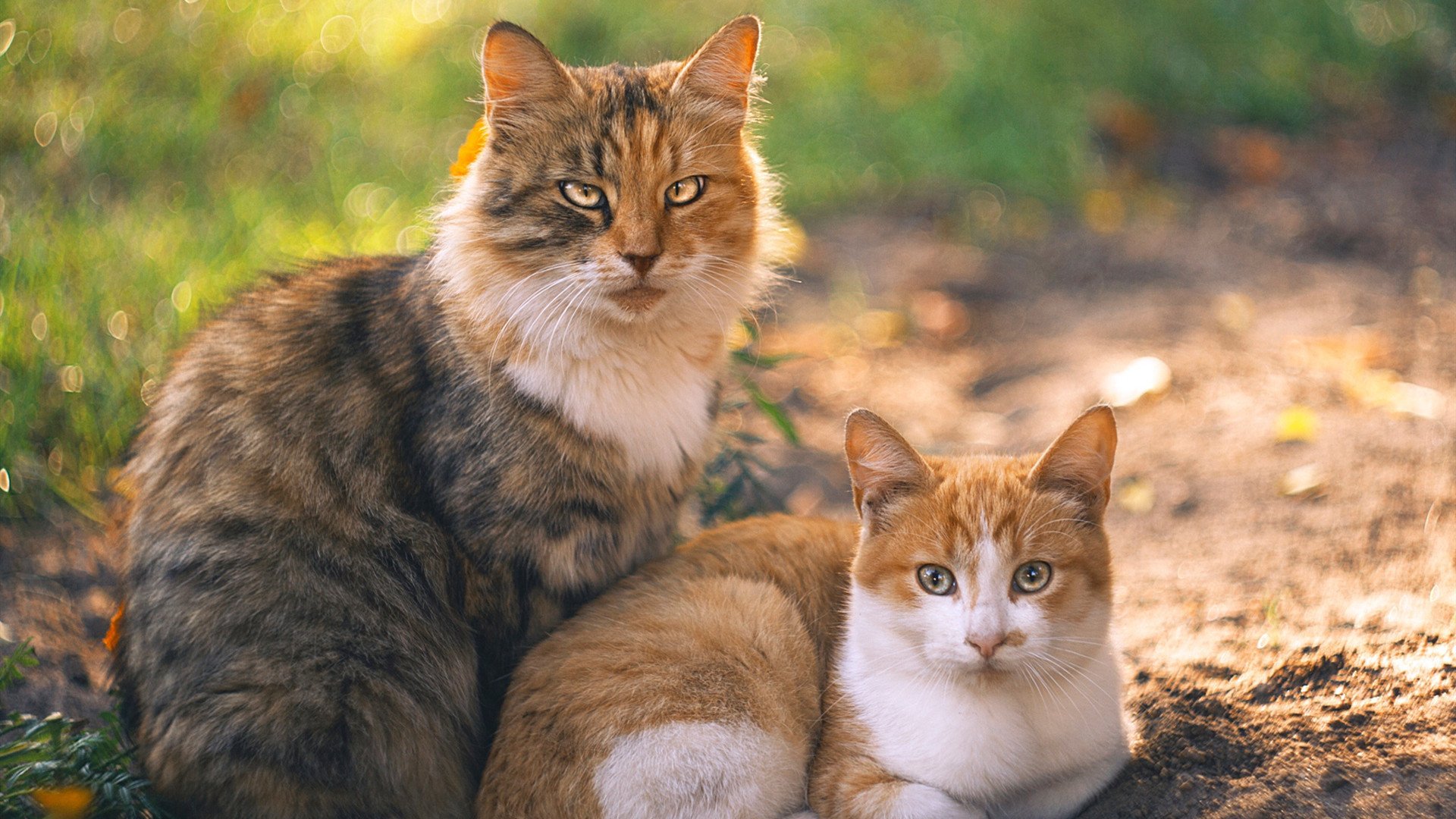 海啸退潮之夜，新神在斯台普斯诞生