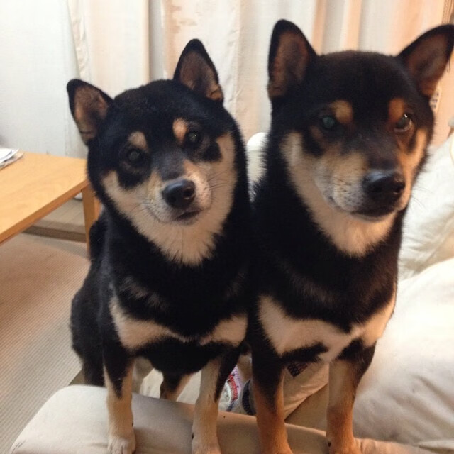 双线并驰的三双传奇，意甲焦点战与灰熊速胜广厦的唯一性