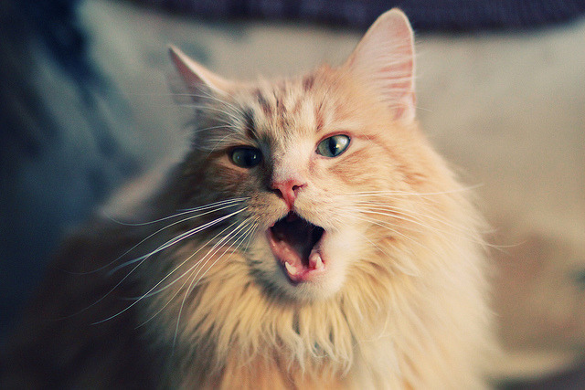 强行终结,爱德华兹的王者狙击与爵士的反逻辑胜利