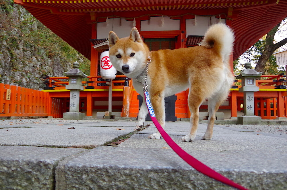 冰封铁壁与钢铁雄狮,罗德里戈用一场球征服两种哲学