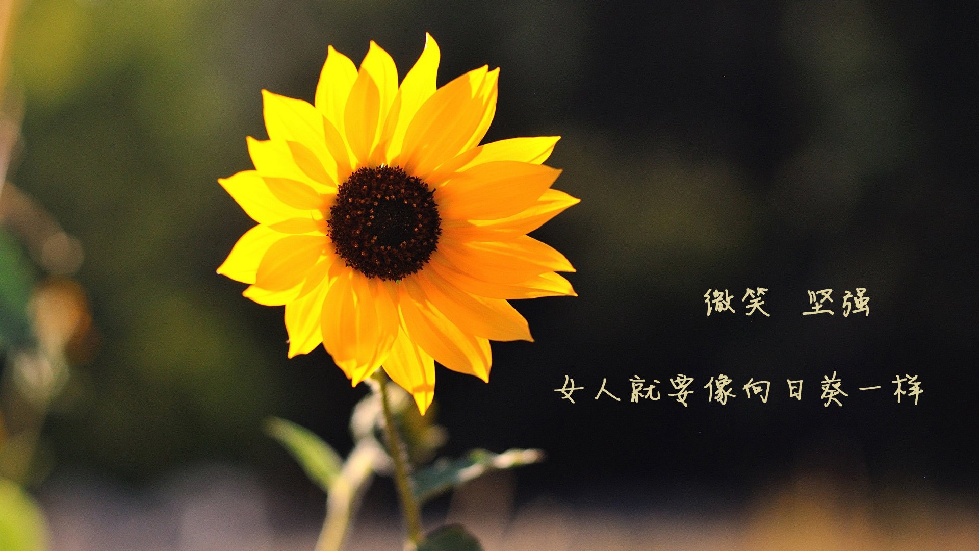 雷火电竞主播-双重奏鸣曲，希腊的铁血与拉什福德的锋芒，足球唯一性的两面诠释